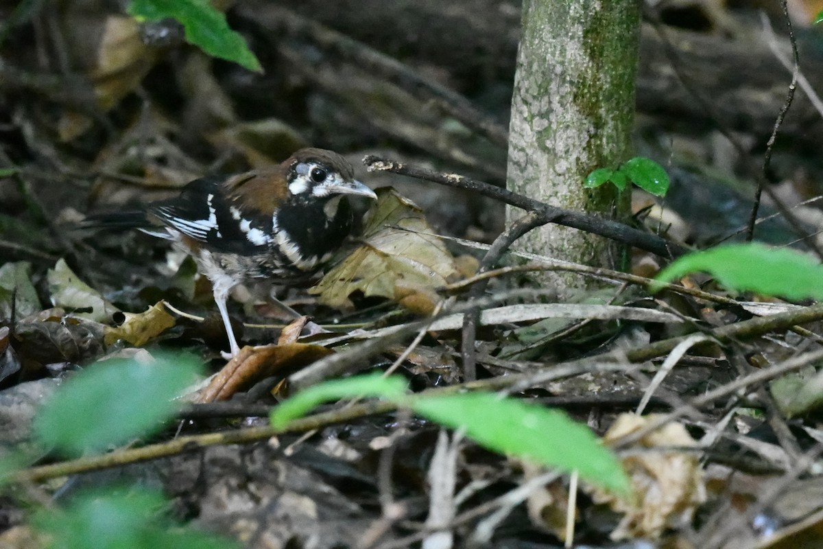 drozd černobřichý - ML646562472