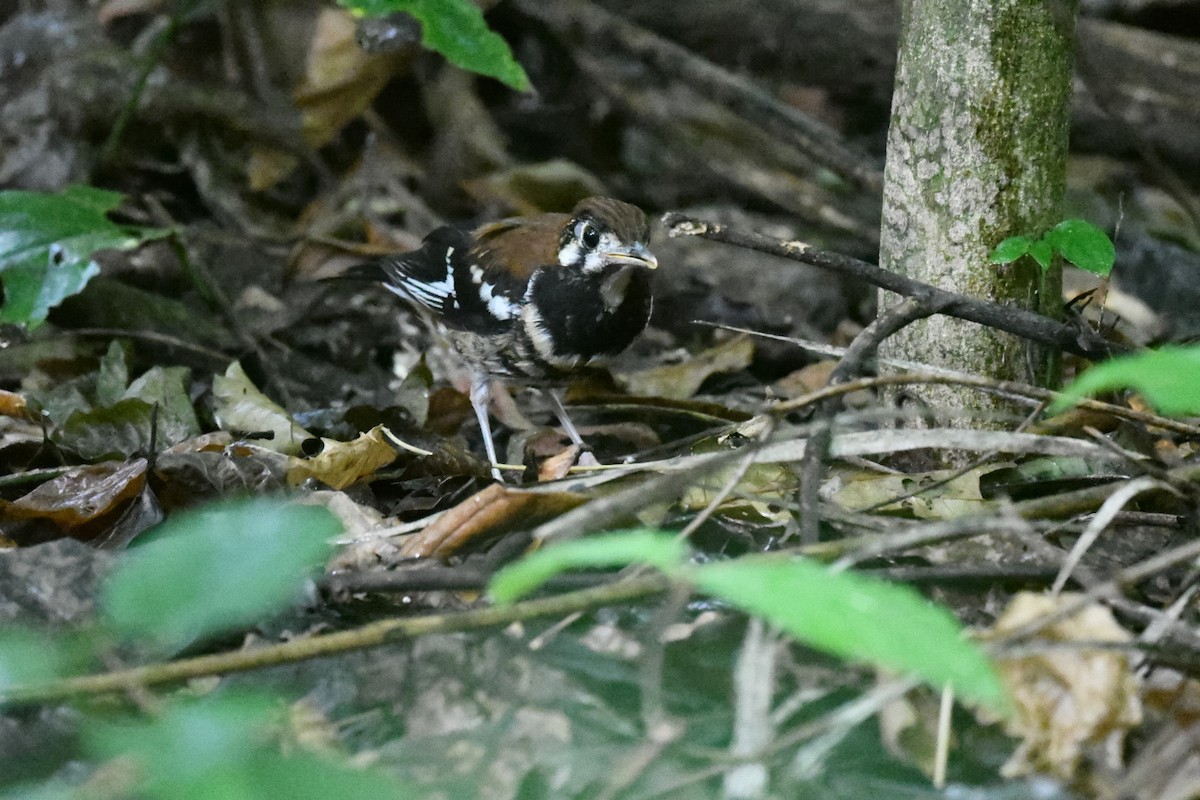 drozd černobřichý - ML646562473