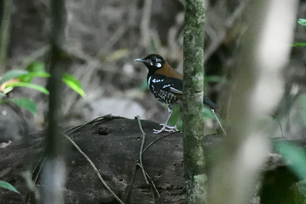 drozd černobřichý - ML646562474