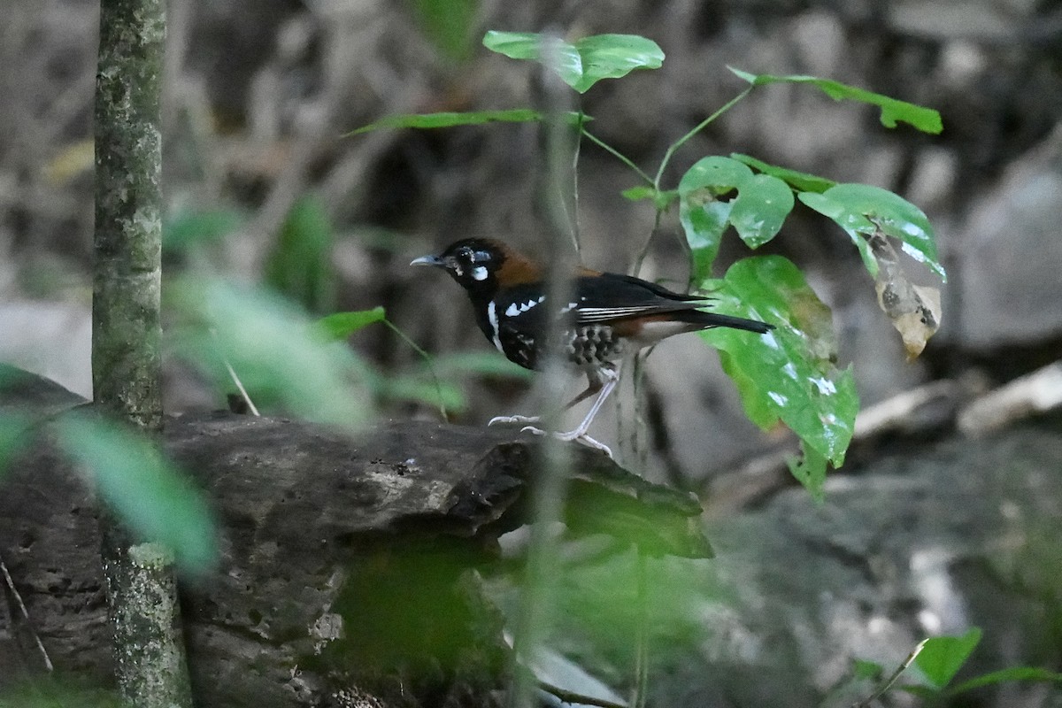 drozd černobřichý - ML646562475