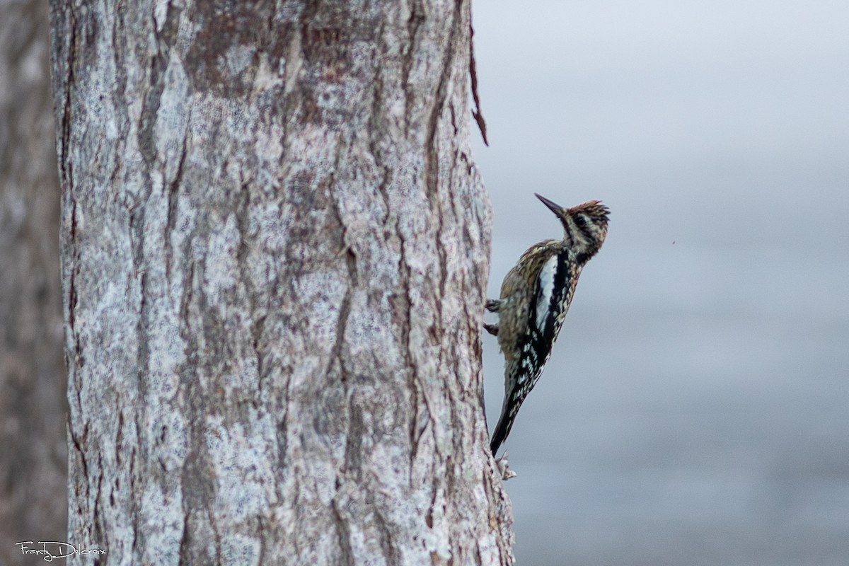 kanadasevjespett - ML646562478