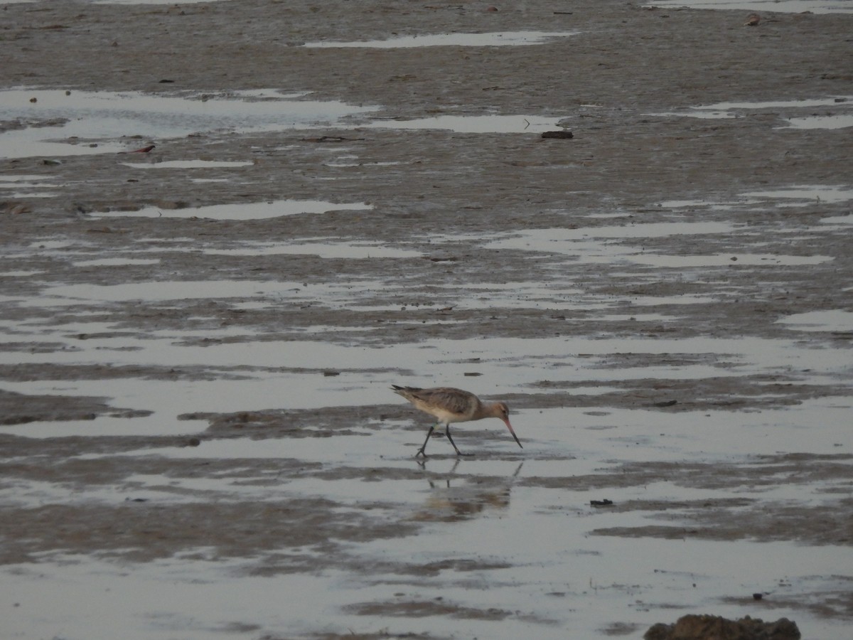 לימוזה חומת-בטן - ML646562480