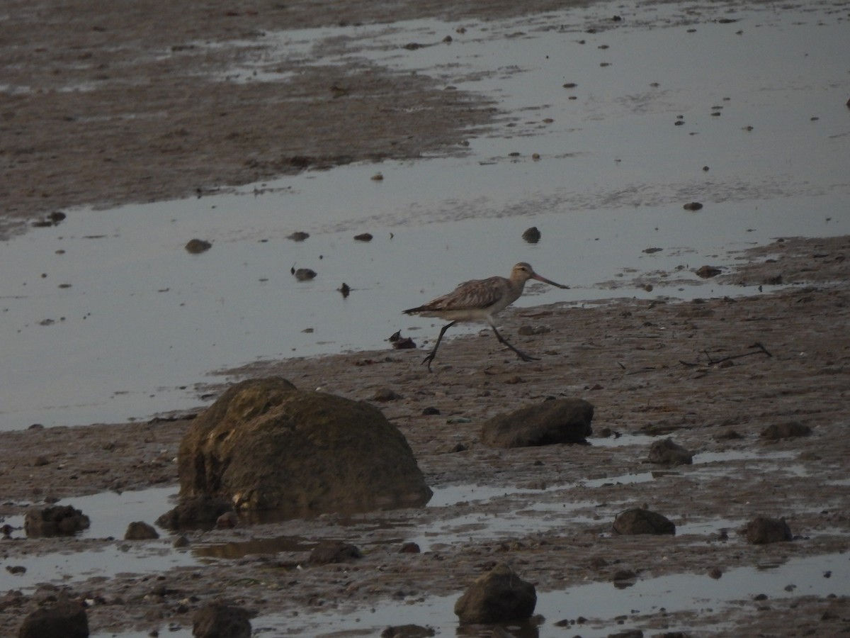 לימוזה חומת-בטן - ML646562481