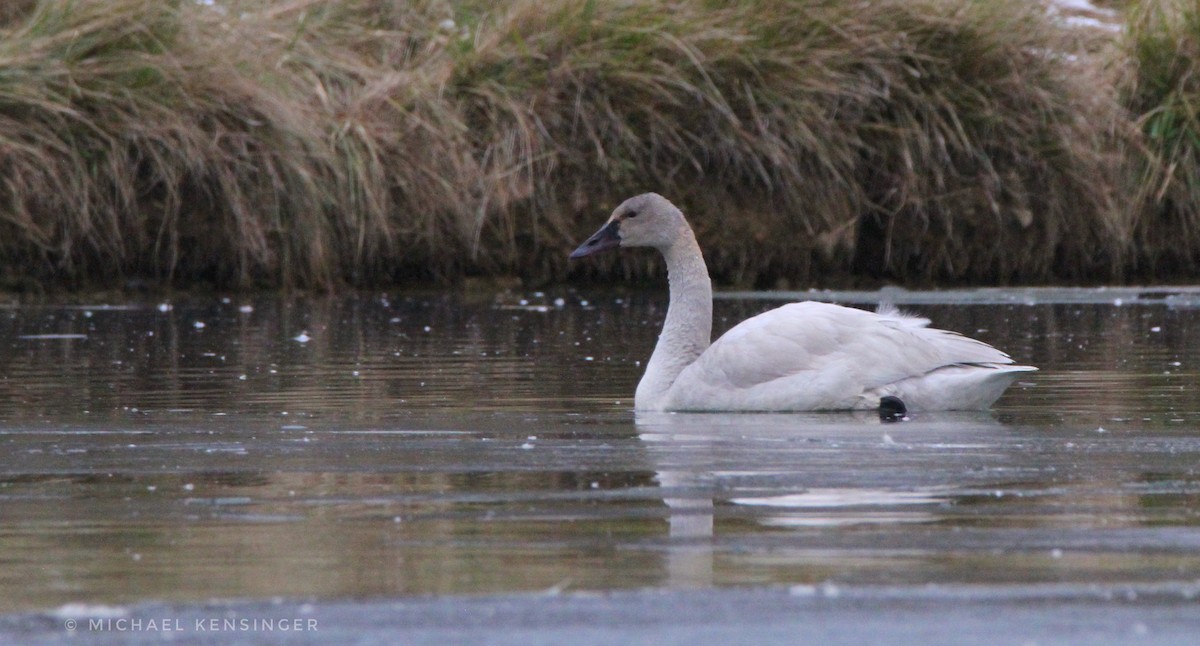小天鵝 - ML646562482