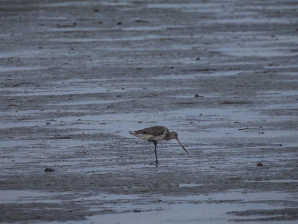 לימוזה חומת-בטן - ML646562483