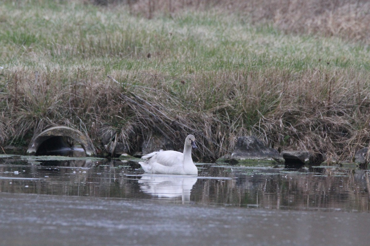 小天鵝 - ML646562484