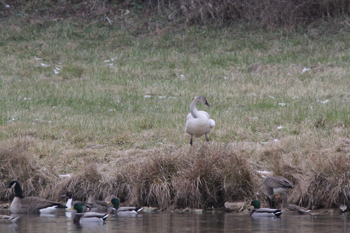小天鵝 - ML646562485
