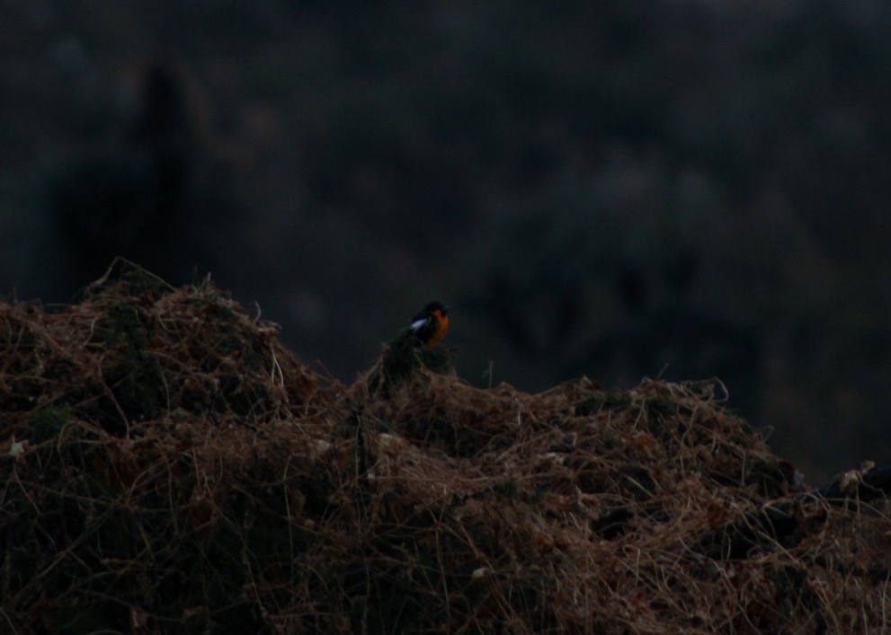 Black-backed Oriole - ML646562489