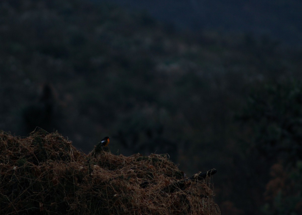 Black-backed Oriole - ML646562490