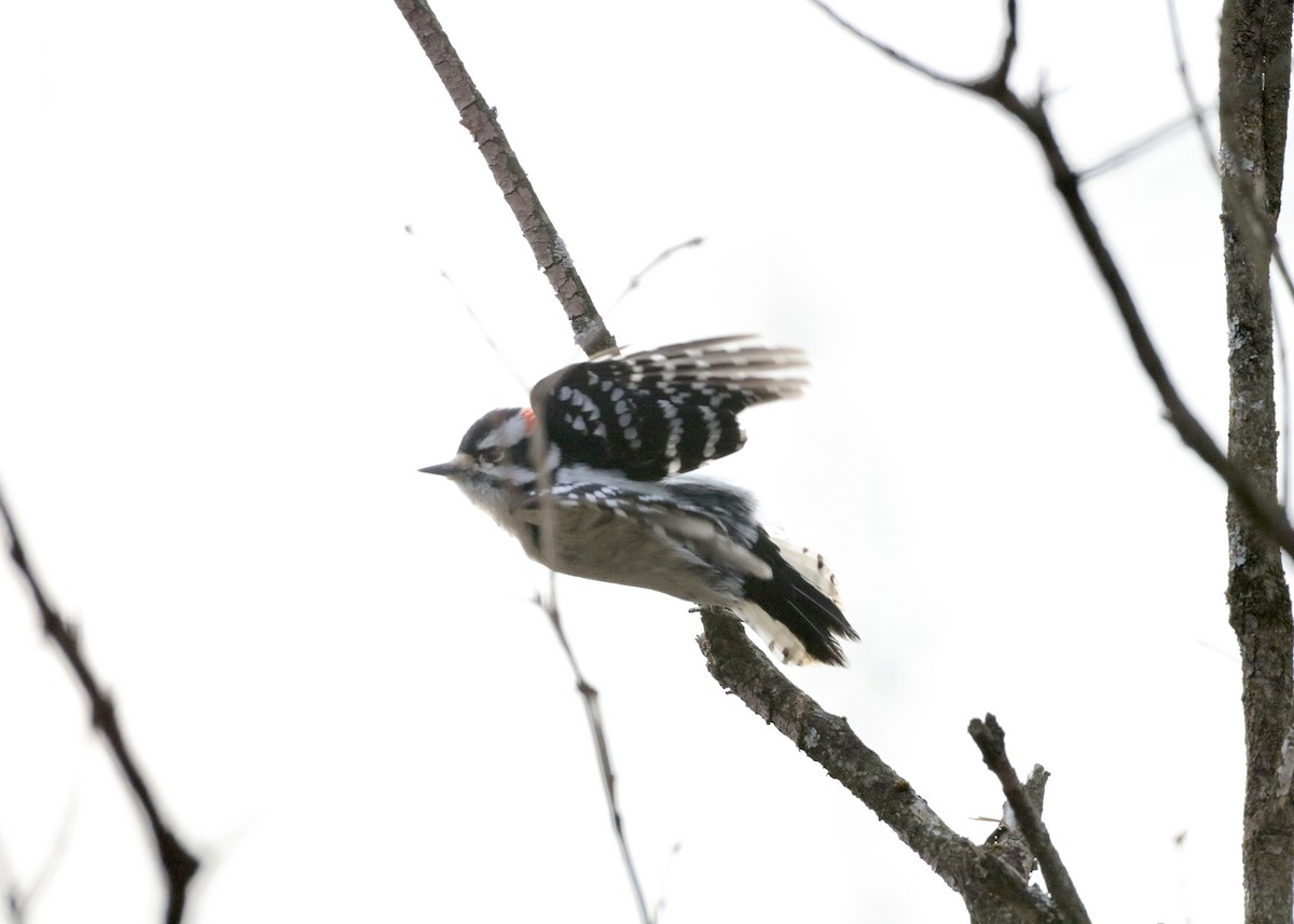 Downy Woodpecker - ML646562512