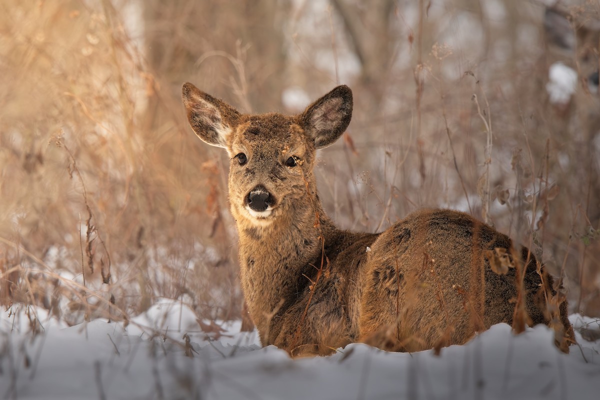 White-tailed Deer - ML646562513