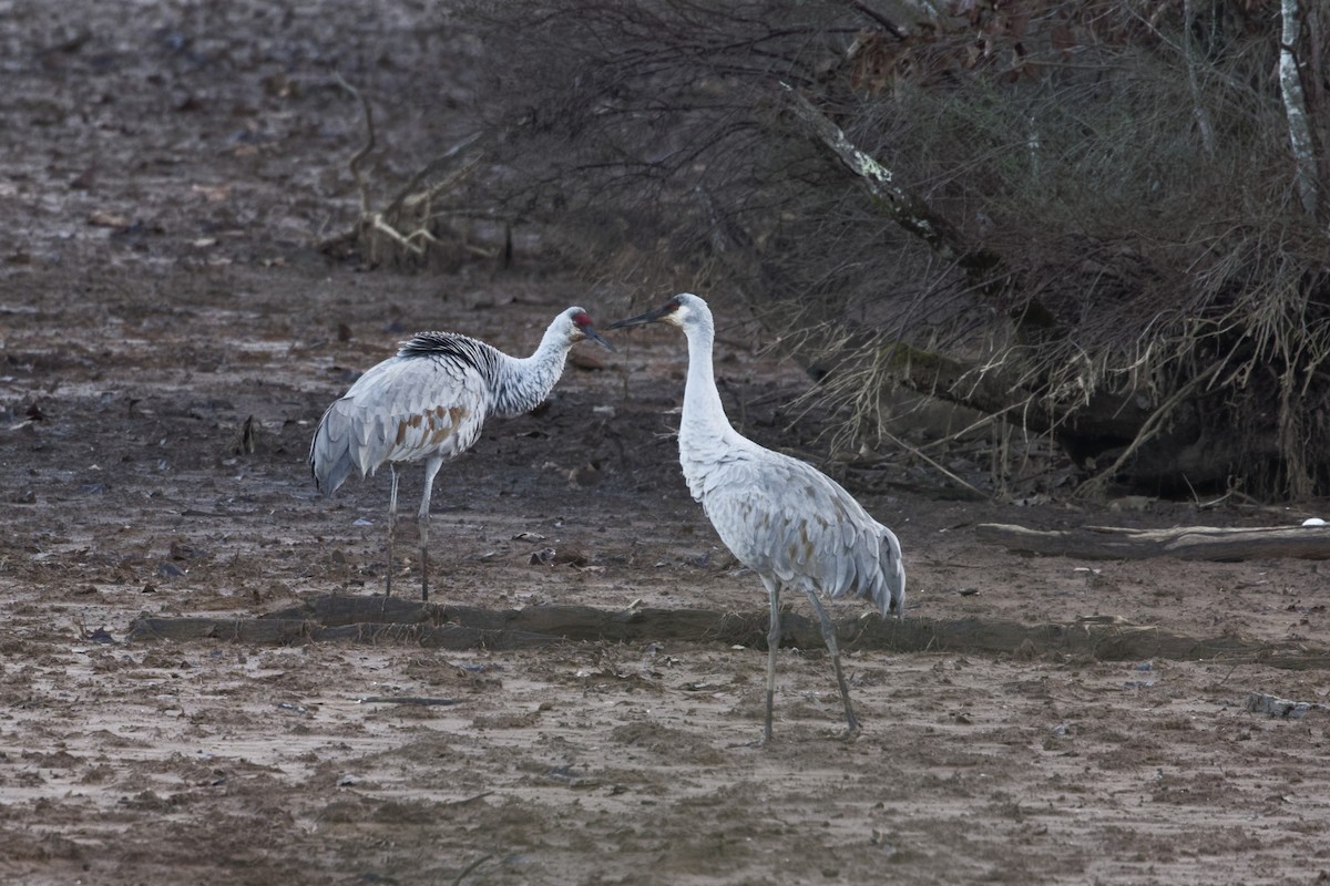 Sandhill Crane - ML646562514
