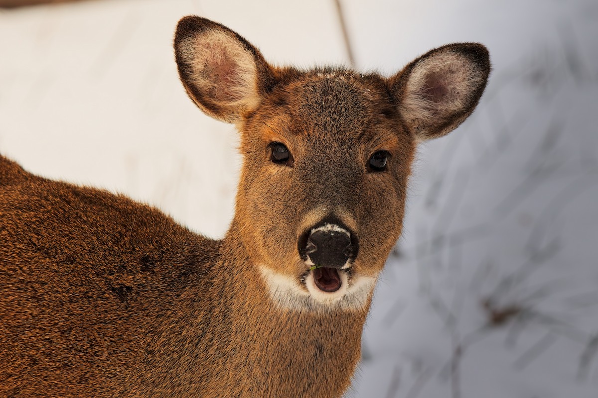 White-tailed Deer - ML646562515