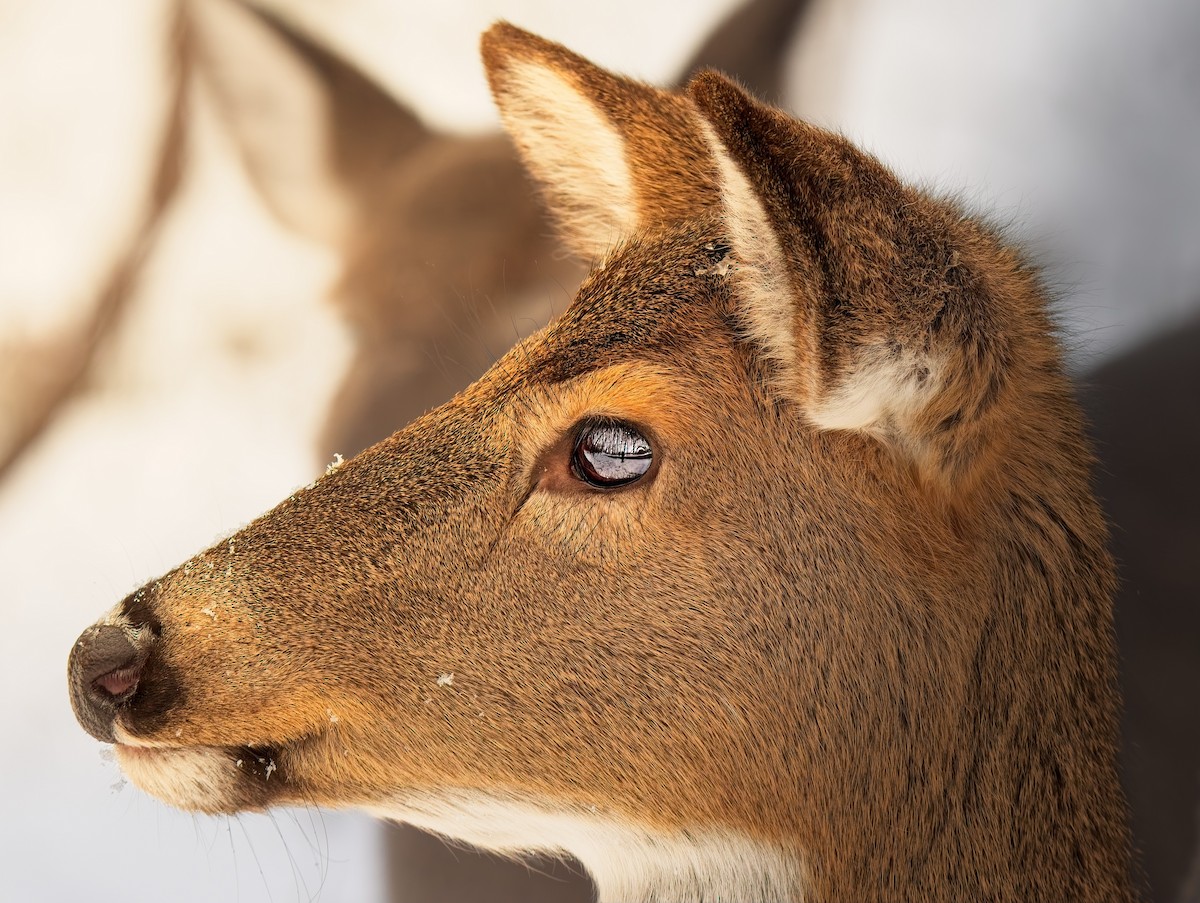 White-tailed Deer - ML646562516