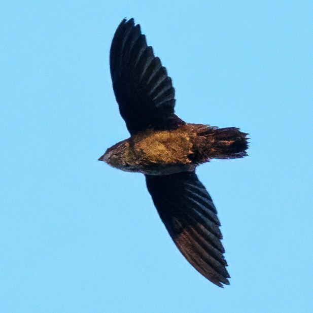 Vaux's Swift - ML646562517