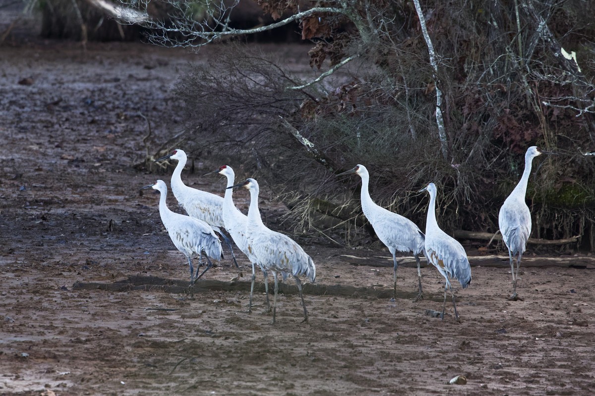 Sandhill Crane - ML646562518