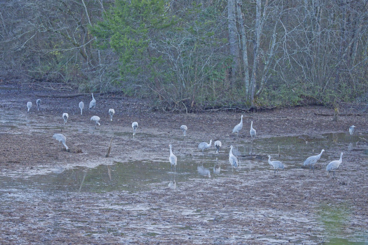 Sandhill Crane - ML646562519