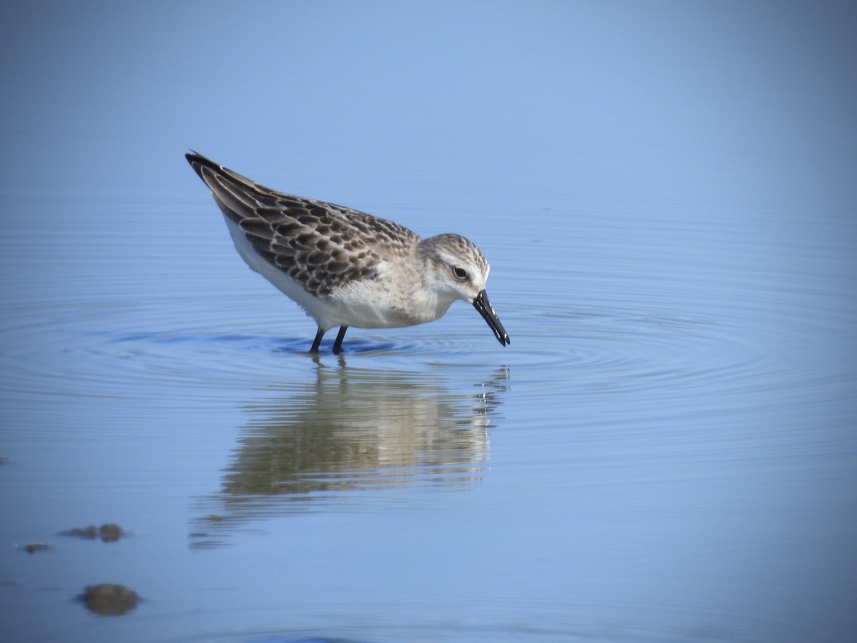 חופית אמריקנית - ML646562520