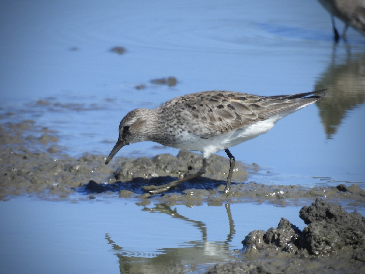 Ak Sokumlu Kumkuşu - ML646562521