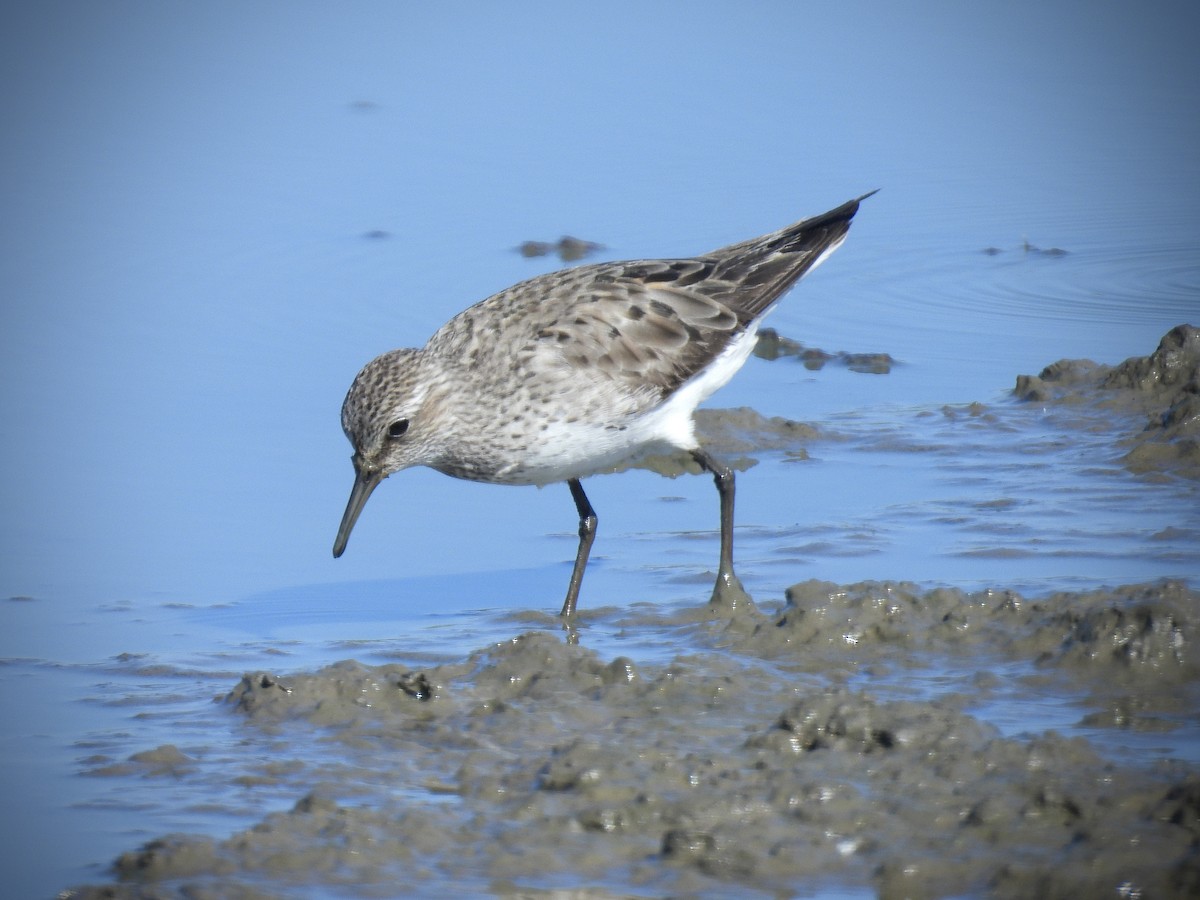 Ak Sokumlu Kumkuşu - ML646562522