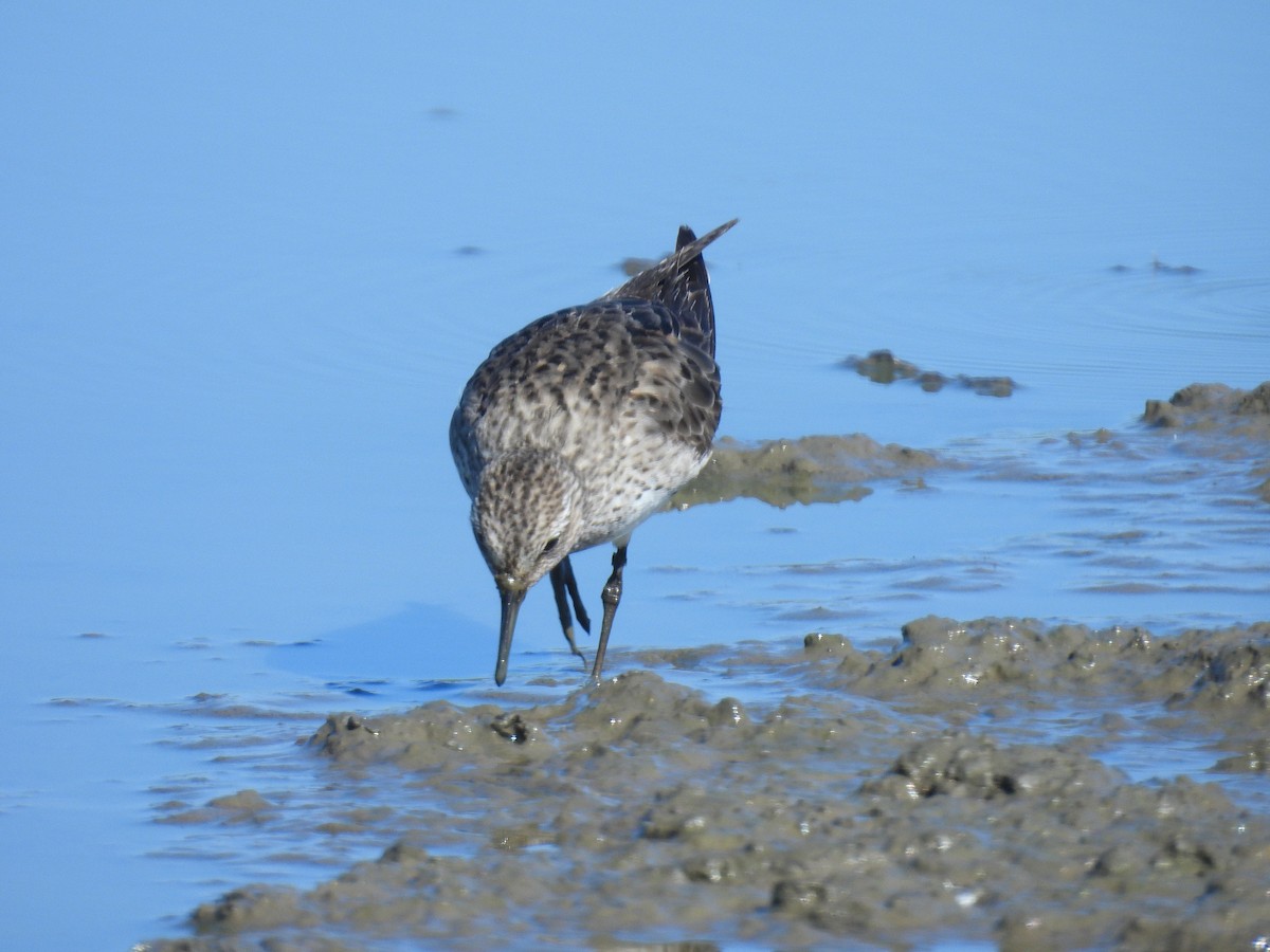 Ak Sokumlu Kumkuşu - ML646562523