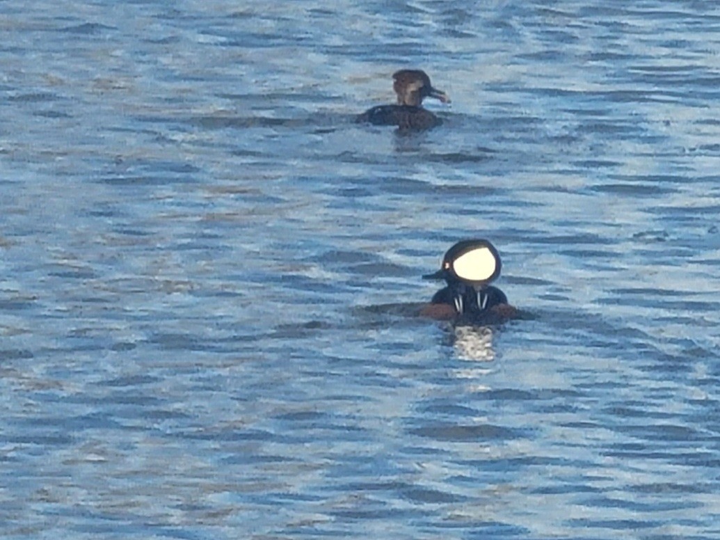 Hooded Merganser - ML646562532