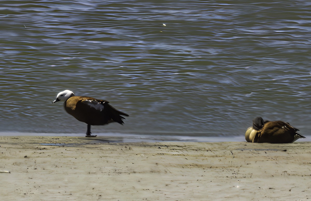 South African Shelduck - ML646562533