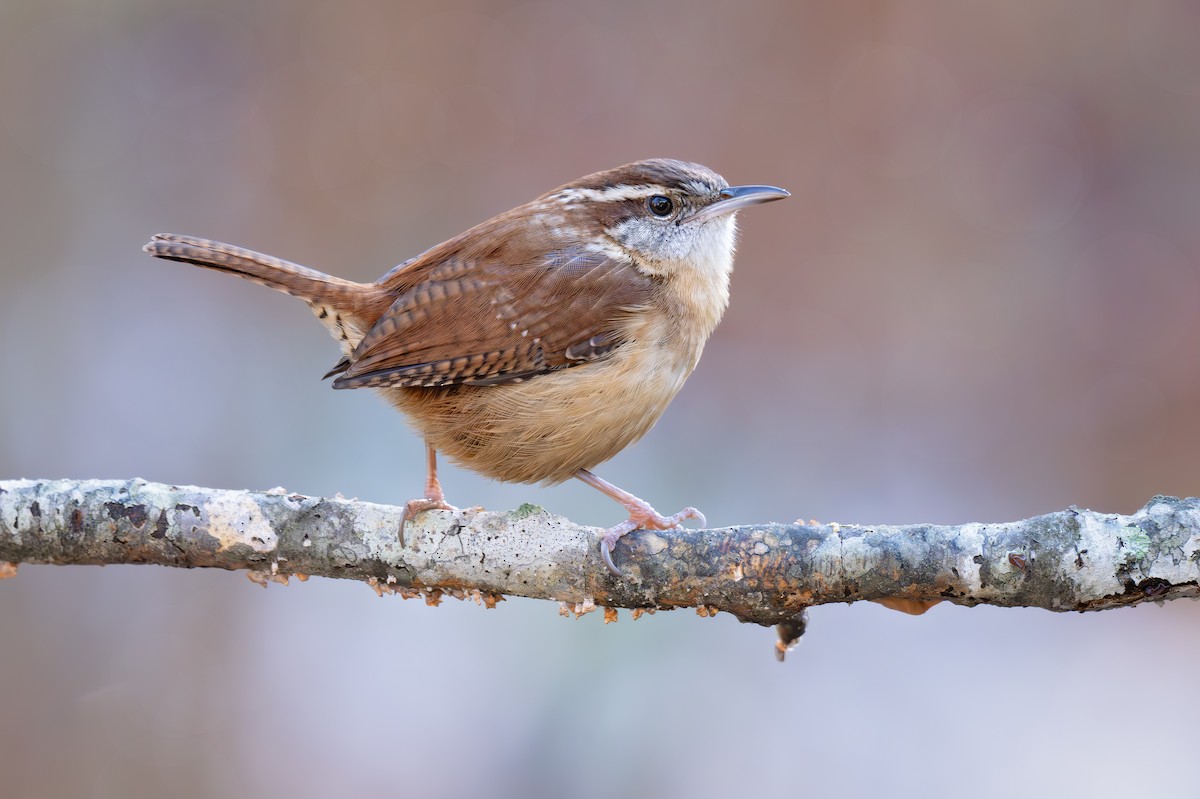 Carolina Wren - ML646562535