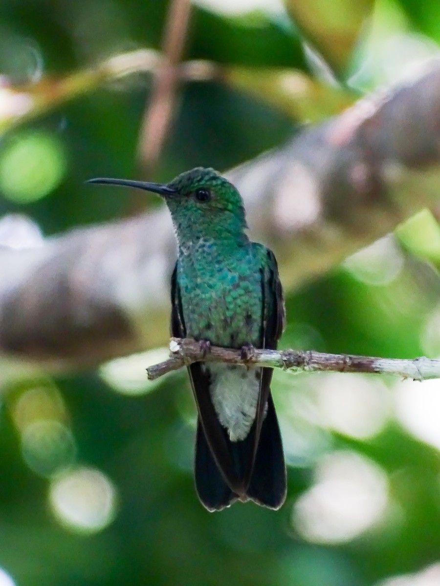 White-vented Plumeleteer - ML646562536