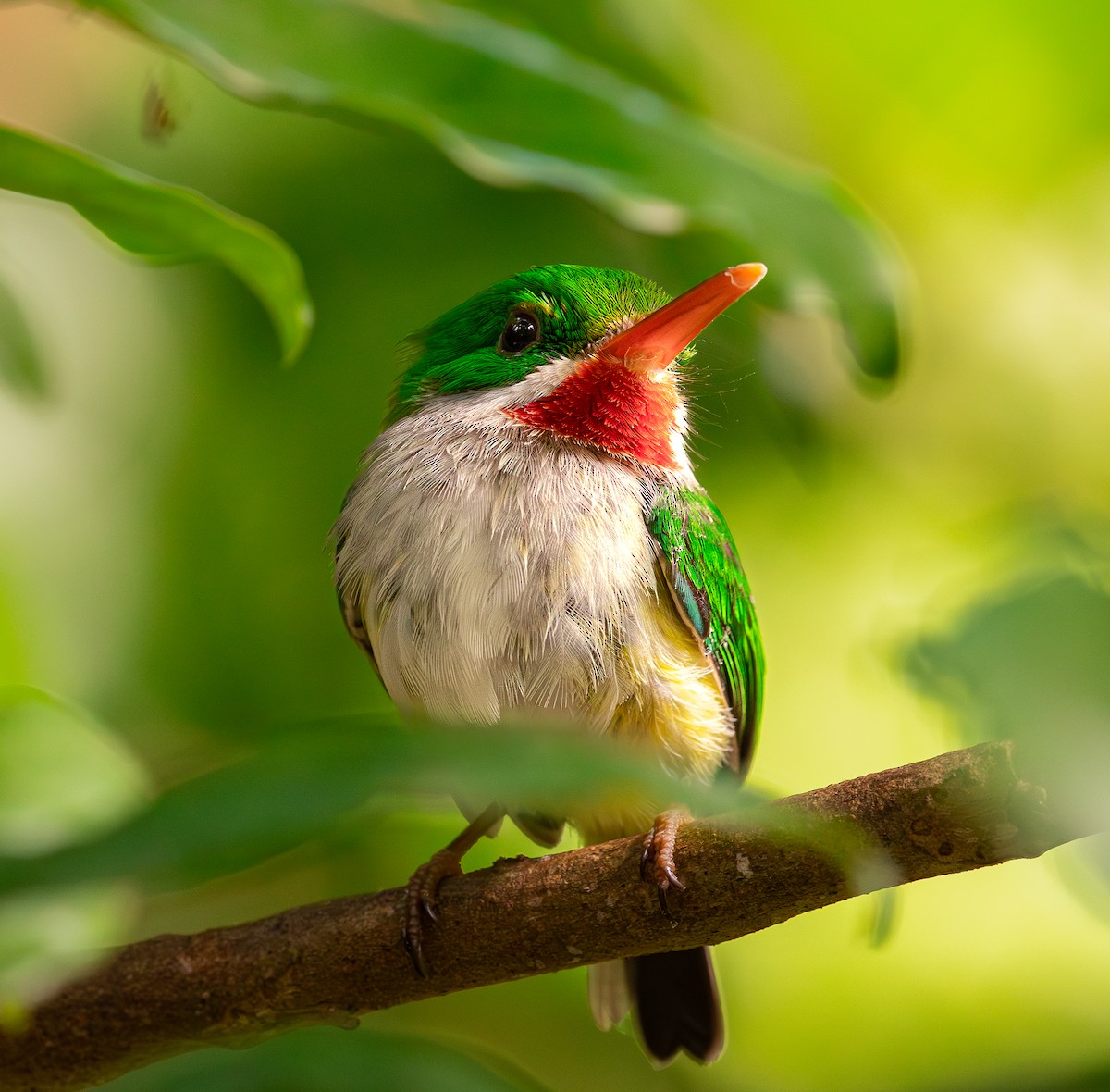 Todier de Porto Rico - ML646562537