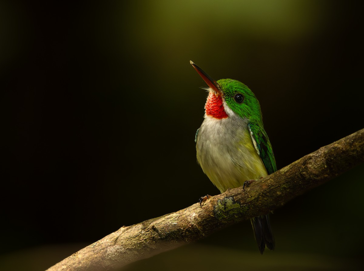 Todier de Porto Rico - ML646562539