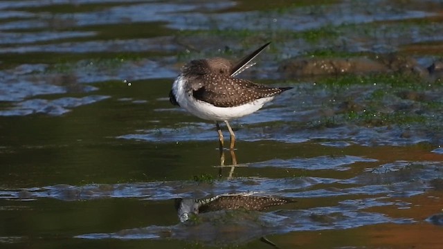 Solitary Sandpiper - ML646562540