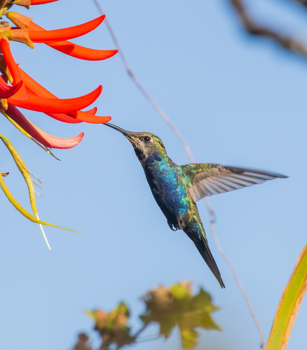 Blue-tufted Starthroat - ML646562542