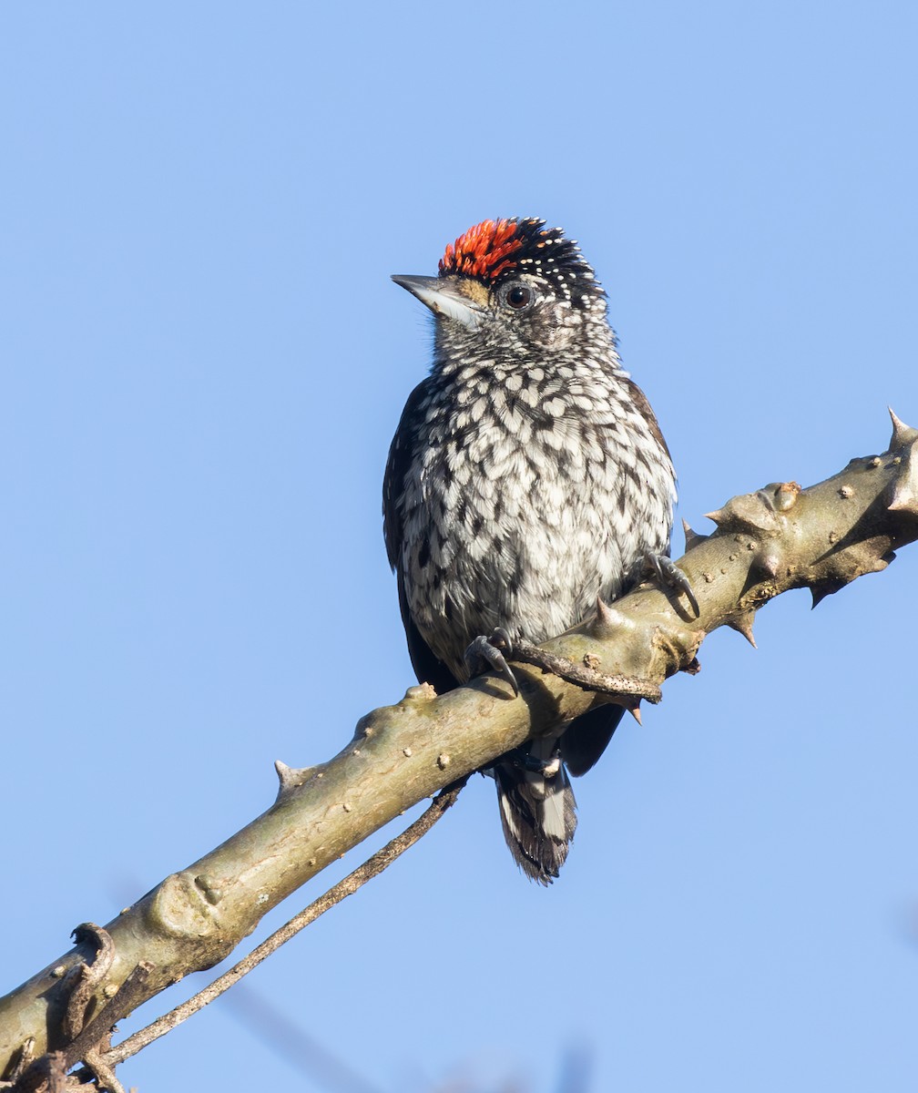 White-wedged Piculet - ML646562543