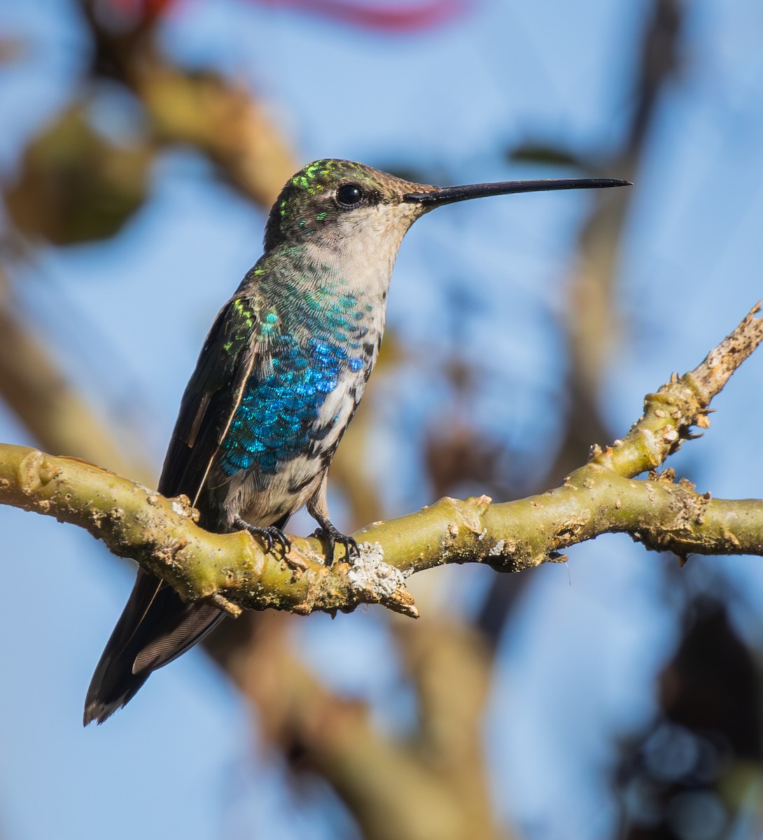Blue-tufted Starthroat - ML646562544