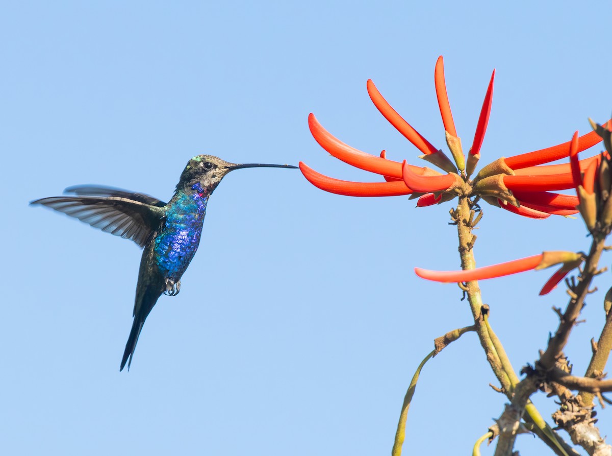Blue-tufted Starthroat - ML646562545