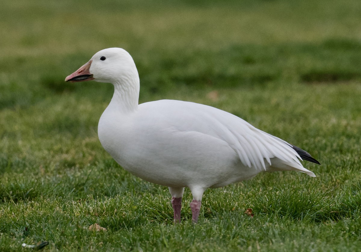 Snow Goose - ML646562546
