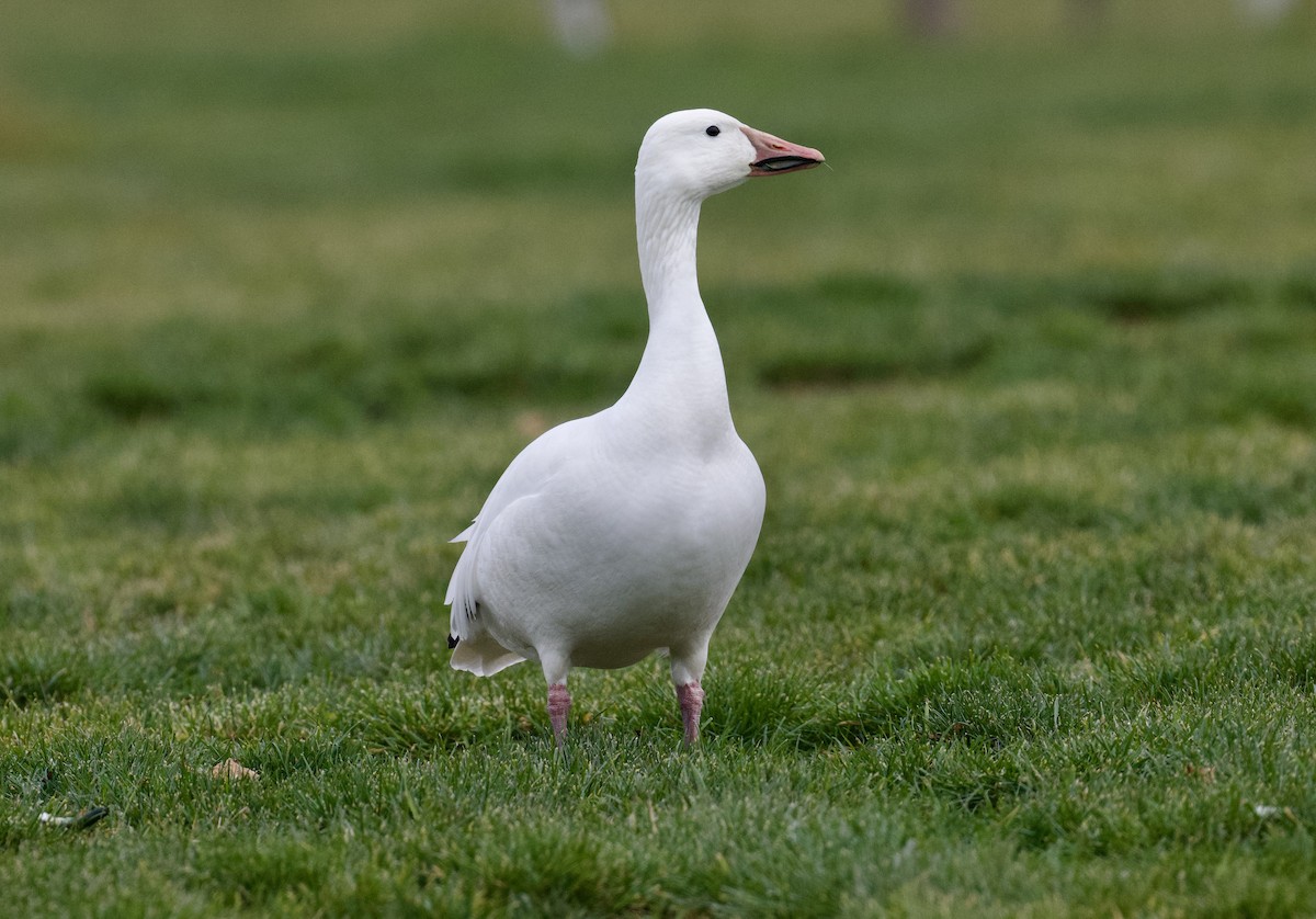 Snow Goose - ML646562548