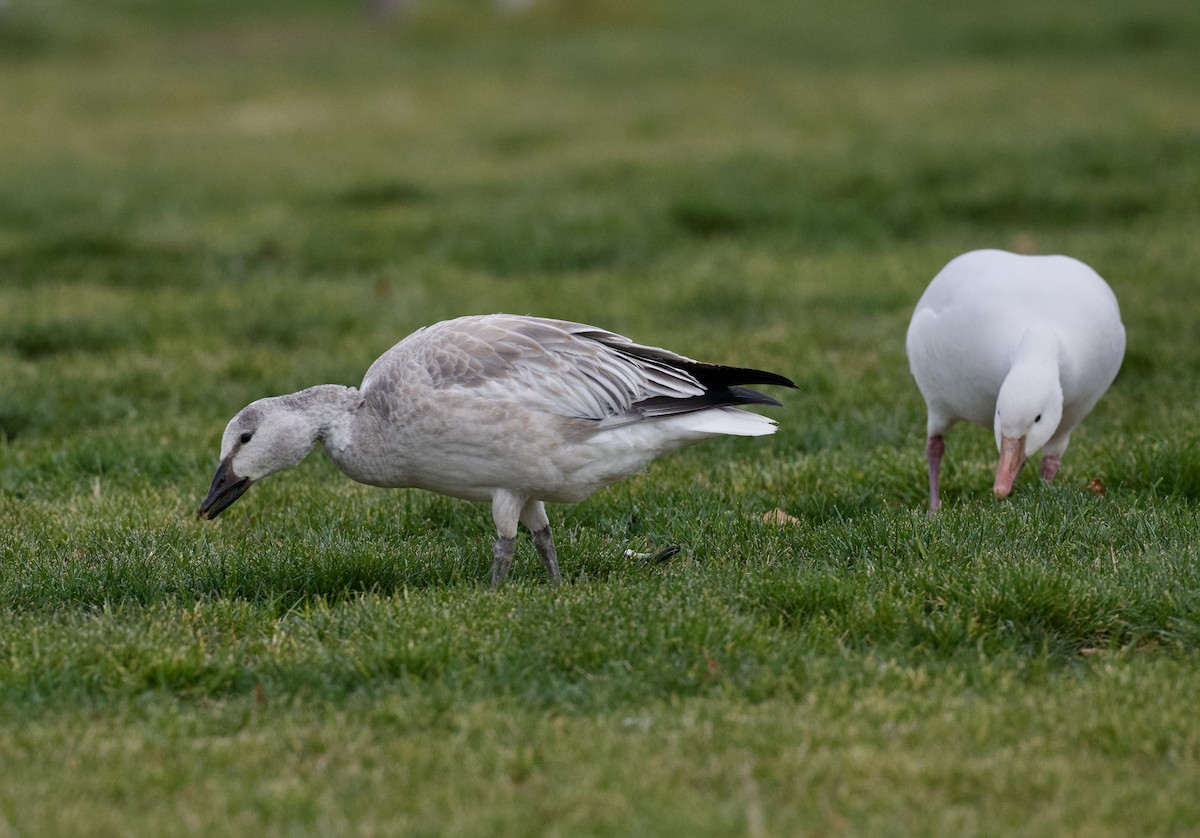 Snow Goose - ML646562549