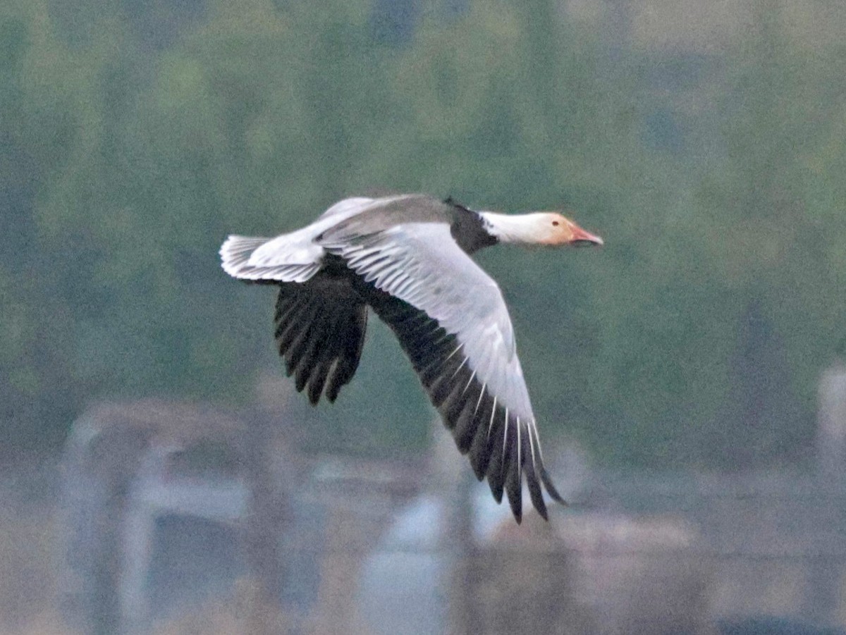 Snow Goose - ML646562551