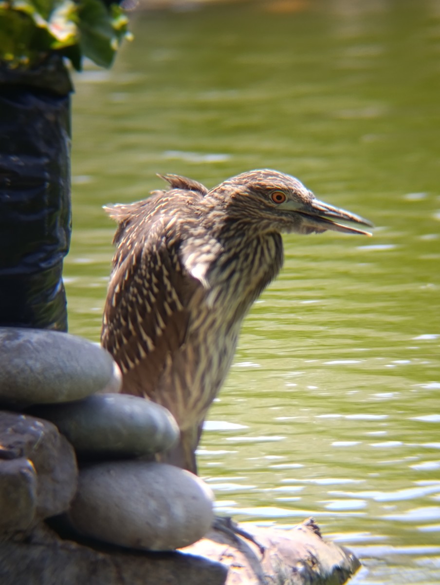 Black-crowned Night Heron - ML646562554