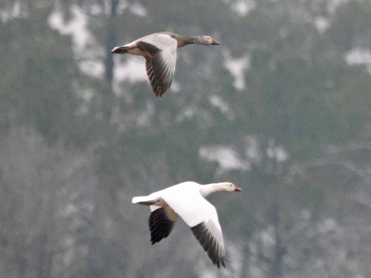 Snow Goose - ML646562555