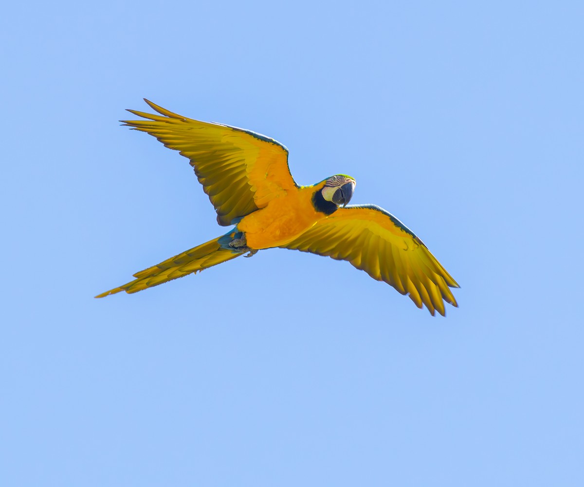 Blue-and-yellow Macaw - ML646562560