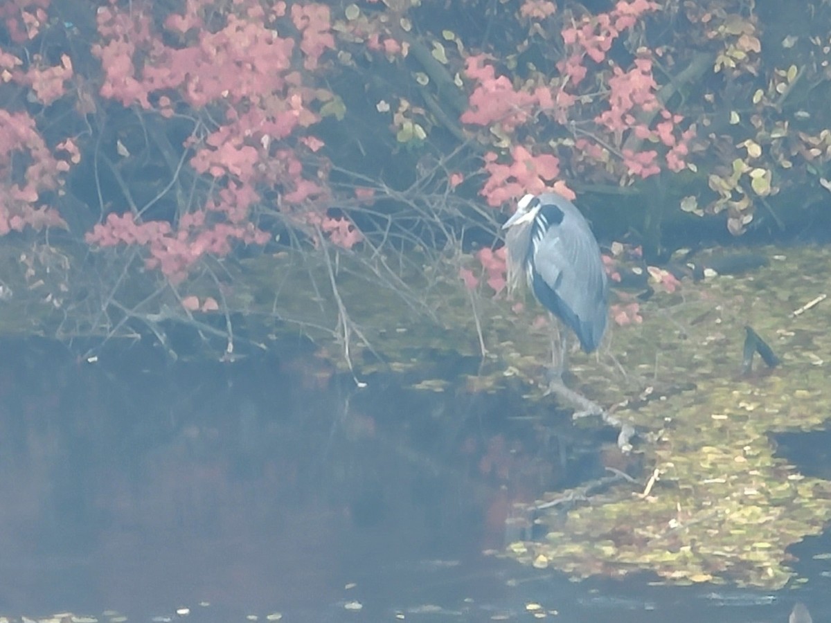 Great Blue Heron - ML646562561
