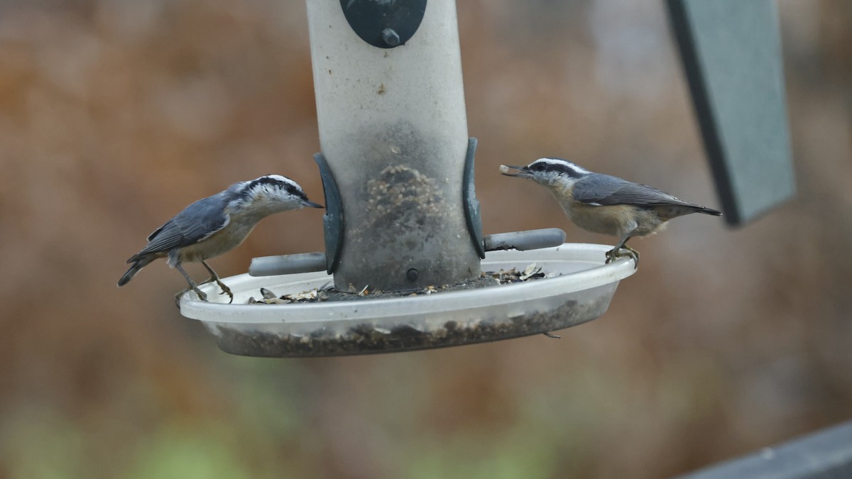 brhlík americký - ML646562564