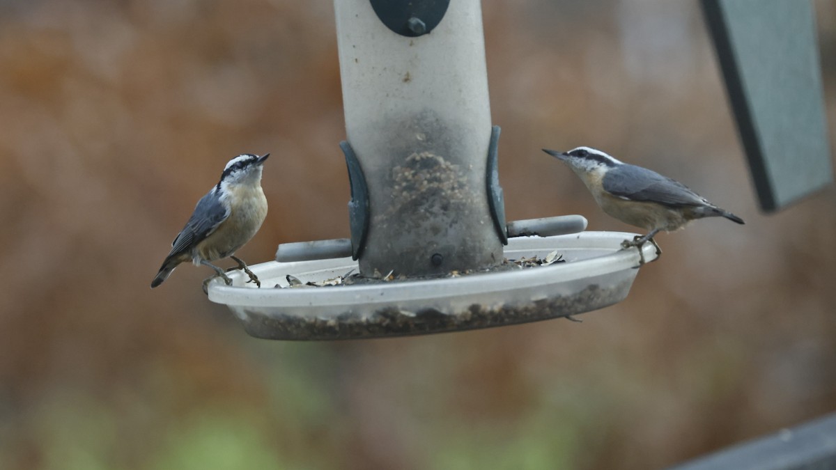 brhlík americký - ML646562565