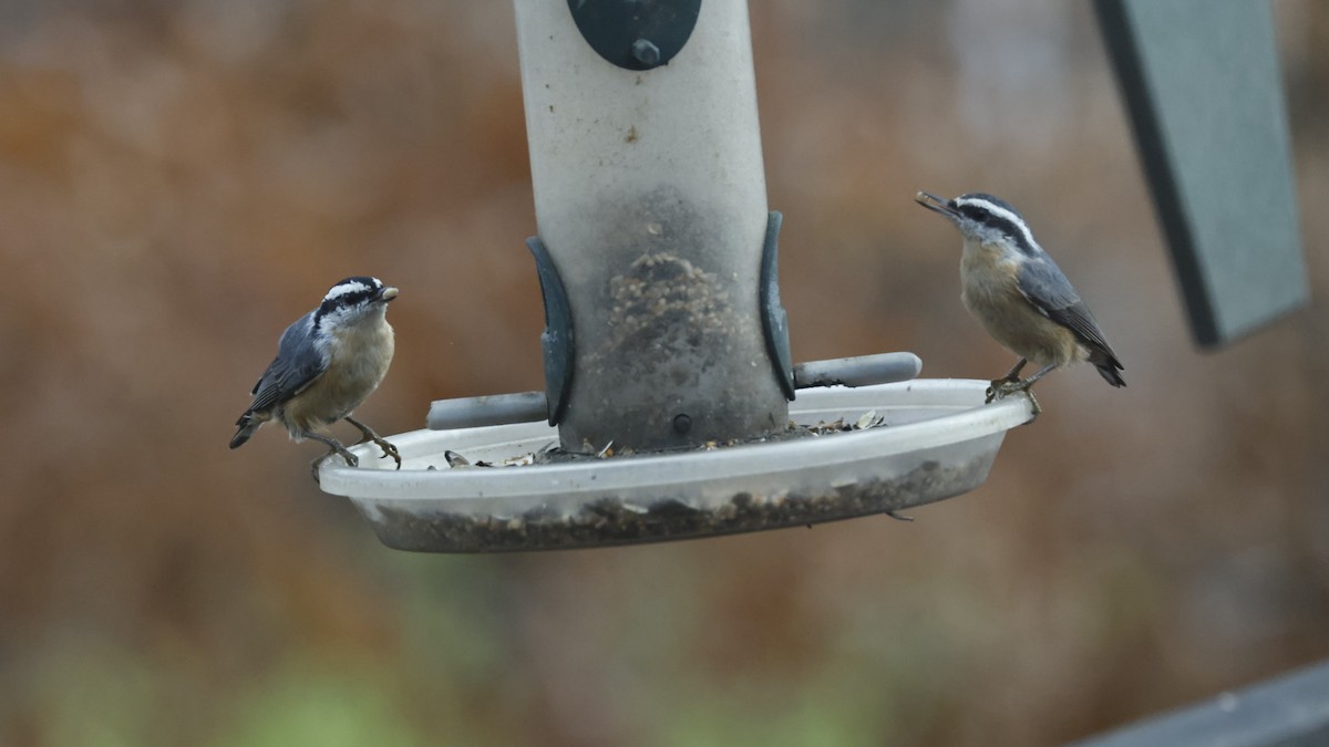 brhlík americký - ML646562566