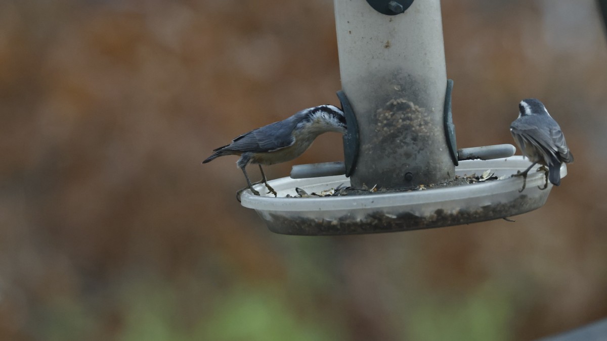 brhlík americký - ML646562567