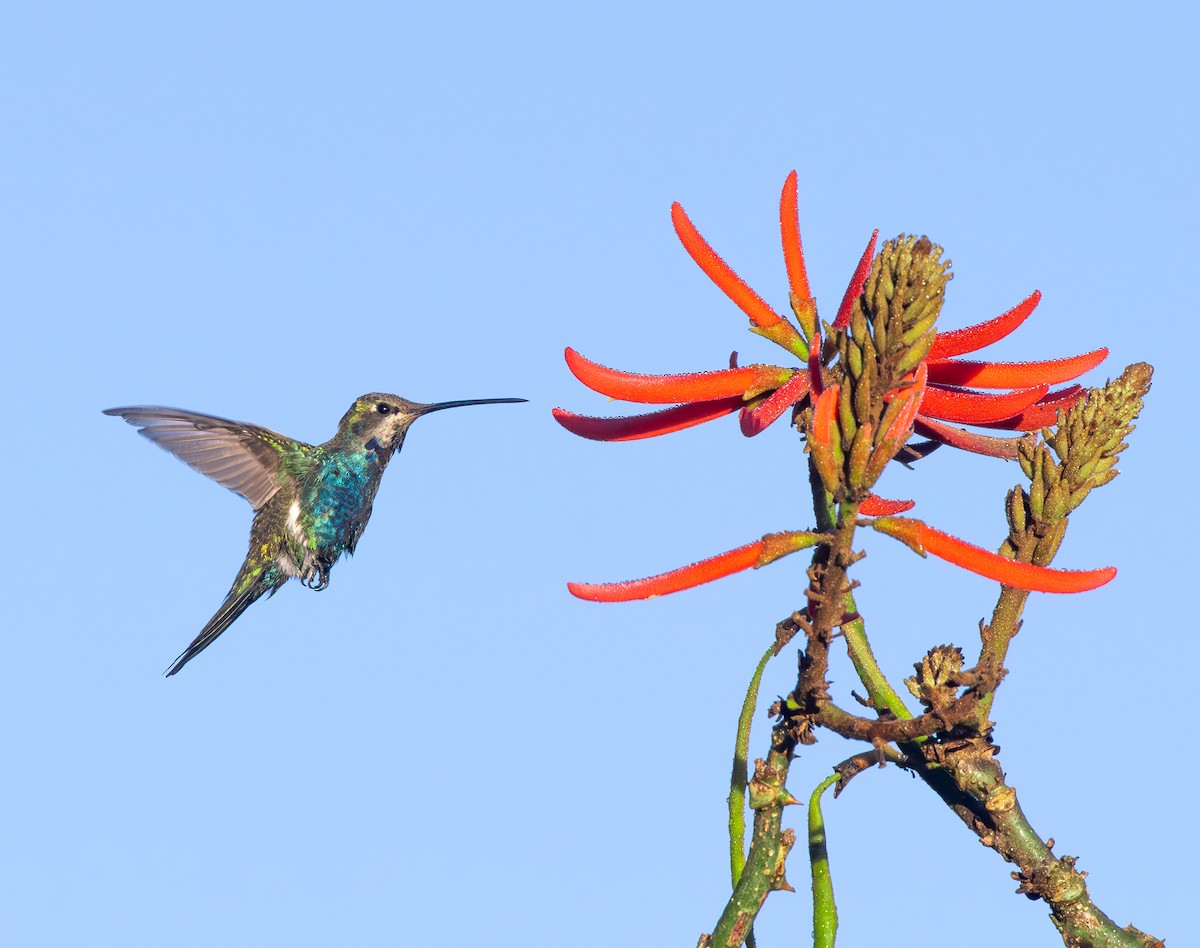 Blue-tufted Starthroat - ML646562569