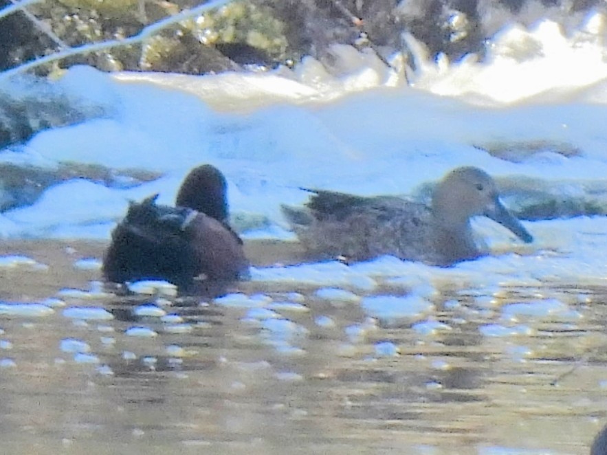 Коричневый чирок - ML646562572